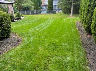 Philip M.'s turf care service result