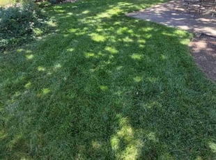 Michael M.'s lawn care services service result