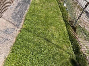 Daniel R.'s turf care service result
