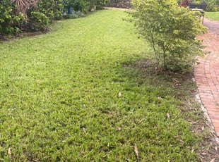 Barbie C.'s grass maintenance service result