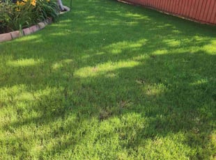 Andrews C.'s lawn care service result