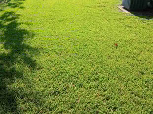 Ashley A.'s lawn maintenance service result