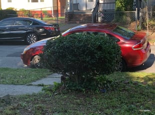 Dominique H.'s Bush Trimming service result