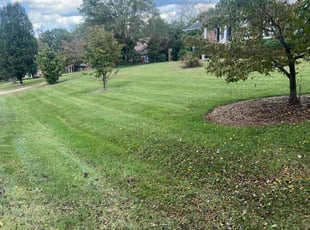 Alicia P.'s grass cutting service result