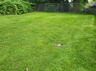 Alexander M.'s grass maintenance service result