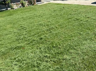 Edith Y.'s turf care service result