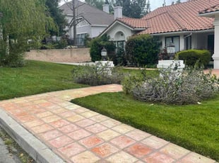 Tara J.'s turf care service result