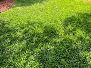 Darlene T.'s turf care service result