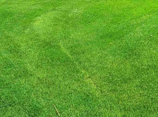 Faith E.'s turf maintenance service result