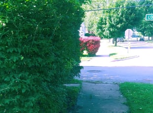 Lisa W.'s Bush Trimming service result