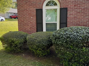 James A.'s Bush Trimming service result