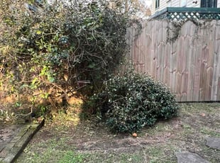 Todd D.'s Bush Trimming service result