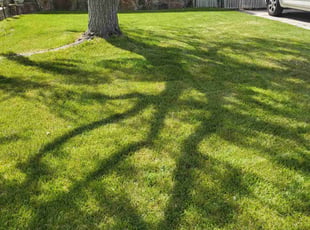 Sounjay G.'s turf care service result