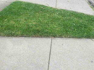 Marvietta M.'s grass maintenance service result