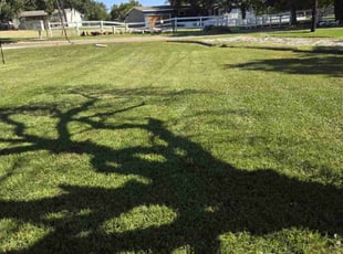 Fei X.'s grass cutting service result