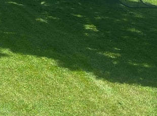 Tati Y.'s grass cutting service result