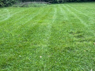 Brian D.'s turf care service result