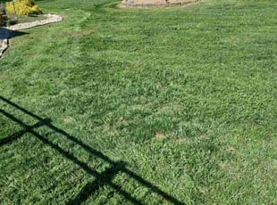 Beth M.'s lawn care service result