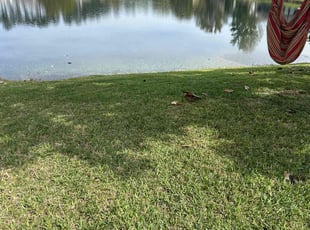 Darius J.'s grass cutting service result