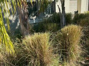 Tomika L.'s Bush Trimming service result
