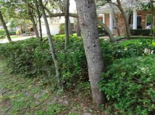 Carmen M.'s Bush Trimming service result