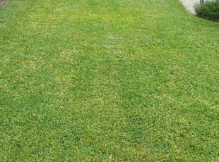 Mary T.'s lawn service service result