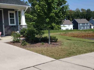 Patti D.'s lawn maintenance service result