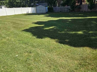 Apolonia G.'s lawn service service result