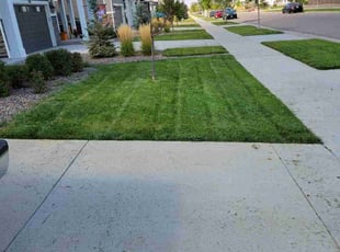 Andres C.'s grass cutting service result