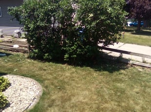 Sean S.'s Bush Trimming service result