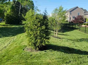 Donald P.'s lawn care service result