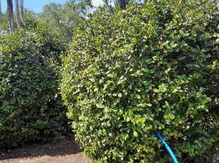 Janee P.'s Bush Trimming service result