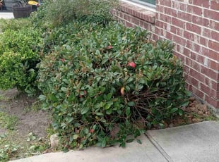 Slavik M.'s Bush Trimming service result