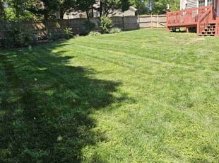 Tyler B.'s turf care service result
