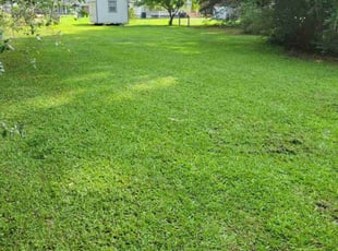 Terri T.'s turf care service result