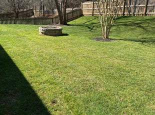 Michael K.'s grass maintenance service result