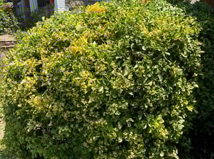 Kari H.'s Bush Trimming service result