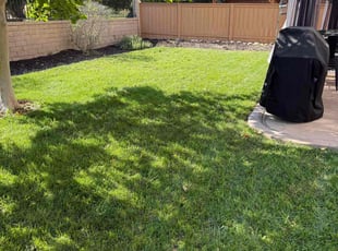 Denise D.'s grass cutting service result