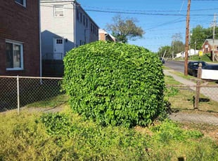 Jessica W.'s Bush Trimming service result