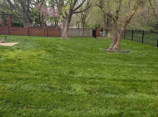 Jeanette A.'s lawn care service result