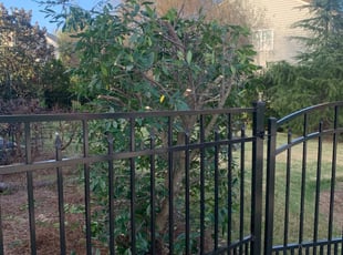 Fatima J.'s Bush Trimming service result