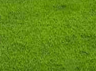 Frank G.'s turf care service result