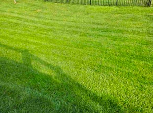 Cameron H.'s turf maintenance service result