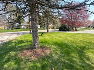 Lynn C.'s lawn service service result