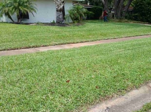 Noah L.'s turf care service result