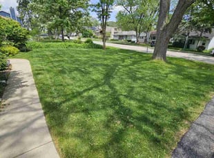 Tanya T.'s turf care service result