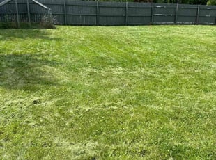 Earl E.'s turf care service result