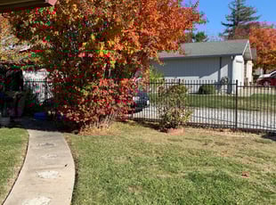 Phil S.'s Bush Trimming service result