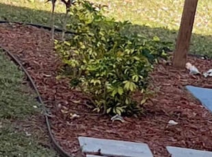 Caroline G.'s Flower Bed Weeding service result