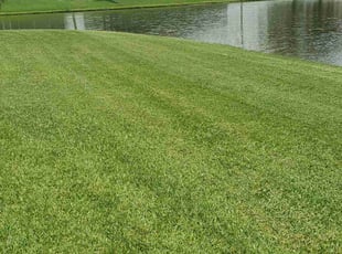Ianina L.'s lawn care service result